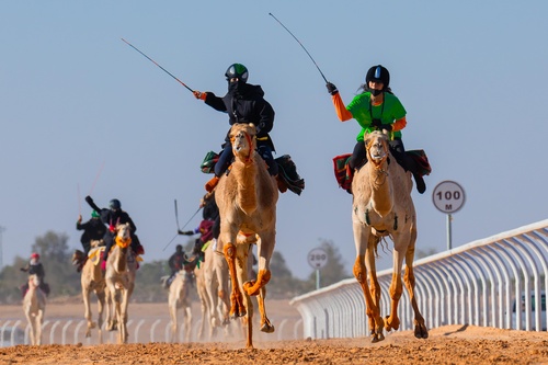 Asian NOCs invited to send athletes for camel racing training camp prior to Bahrain AYG